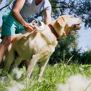Homme brossant un chien Labrador en extérieur avec la brosse démêlante Compagnon
