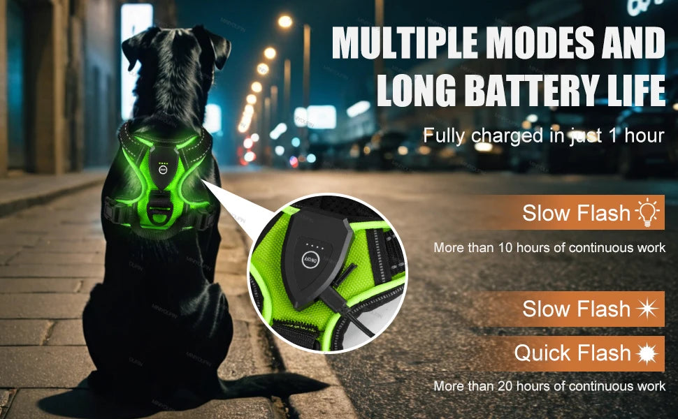 Harnais lumineux LED pour chien