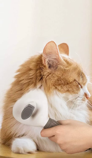 Chat roux et blanc brossé en douceur avec la brosse démêlante Compagnon